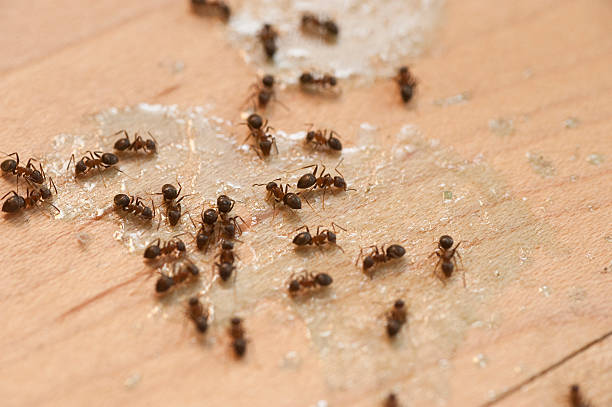 Best Mosquito Control Services  in Woody, WA