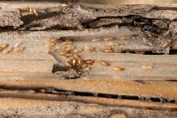 Best Pest Control for Restaurants  in Woody, WA